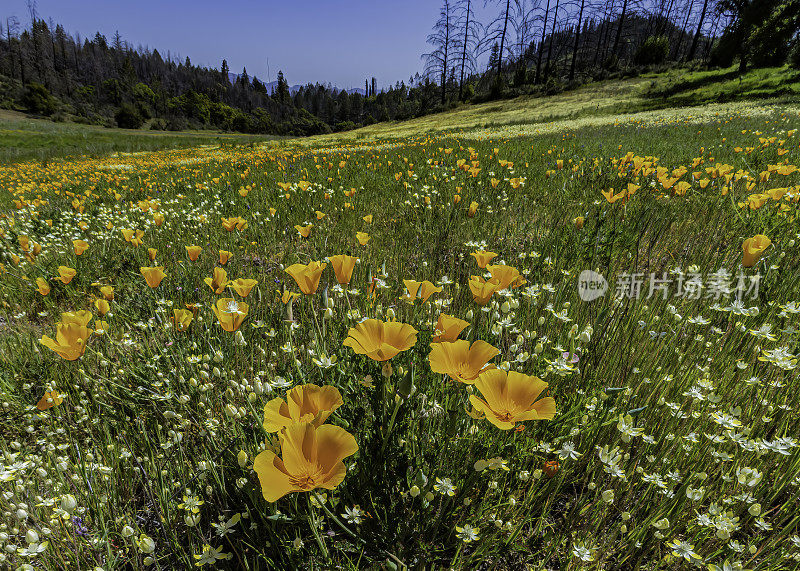 加州罂粟和奶油杯，Eschescholzia California和Platystemon California，生长在山坡上的Pepperwood自然保护区;圣罗莎;加州的索诺玛县。罂粟科。